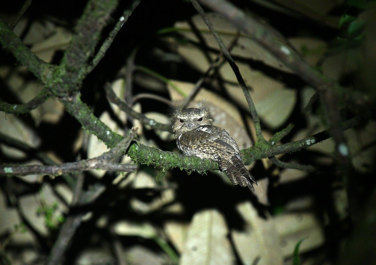 Hodgson's Frogmouth - Rofikul Islam