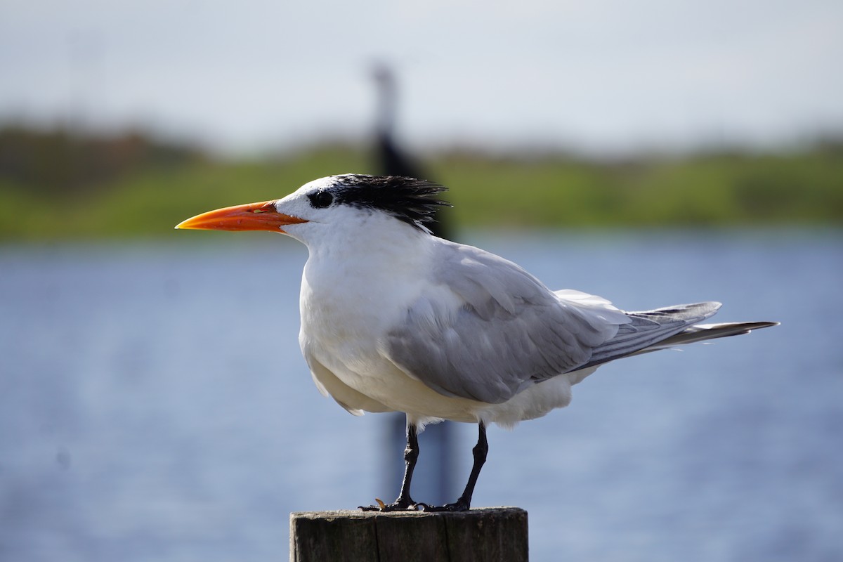 Royal Tern - ML585468731