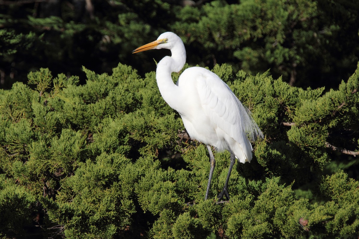 Great Egret - Bruce McKinlay