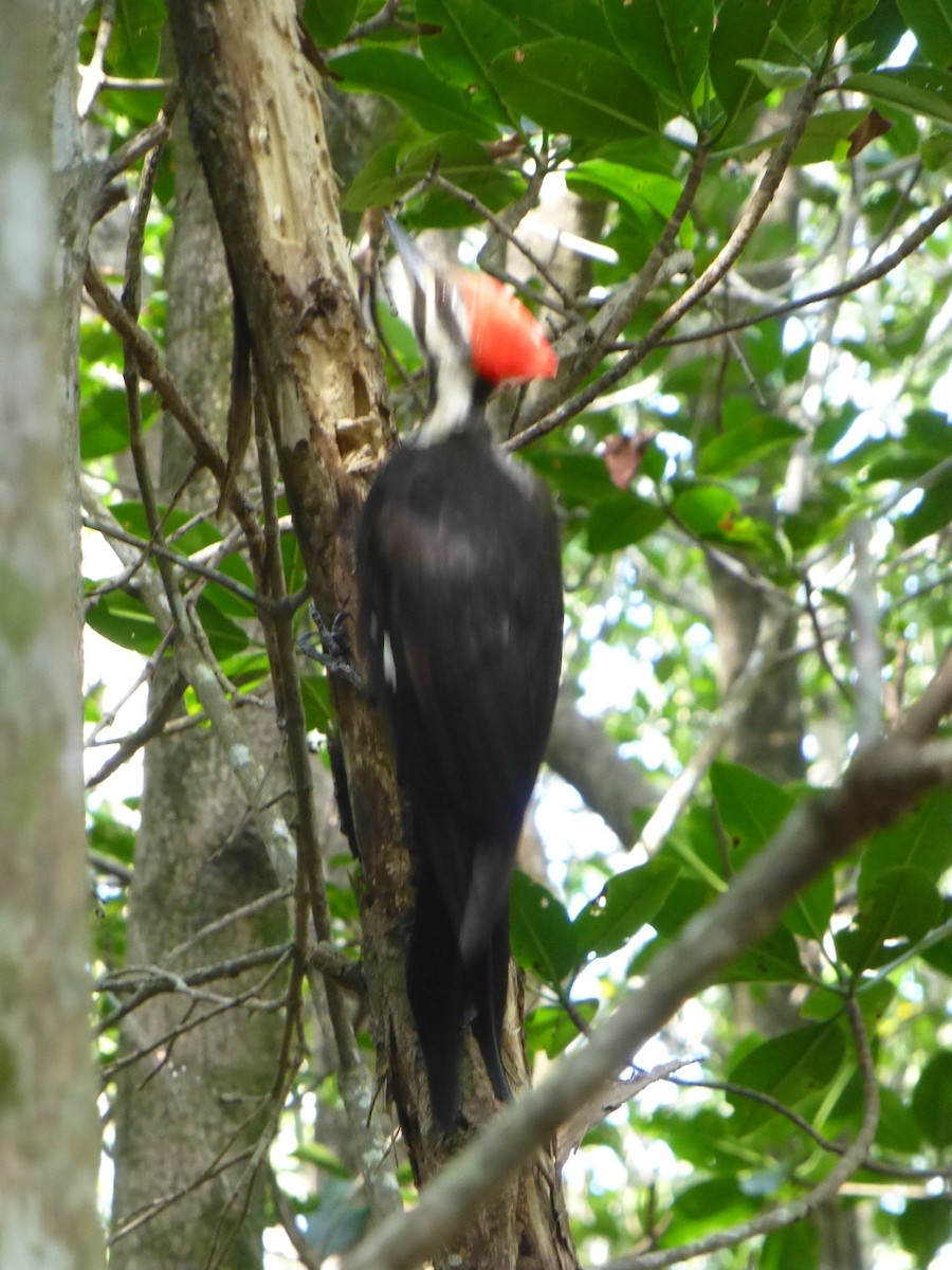 Pileated Woodpecker - ML585469761