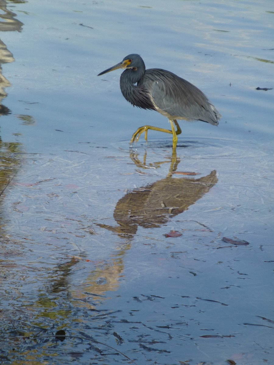 Tricolored Heron - Tim Horvath
