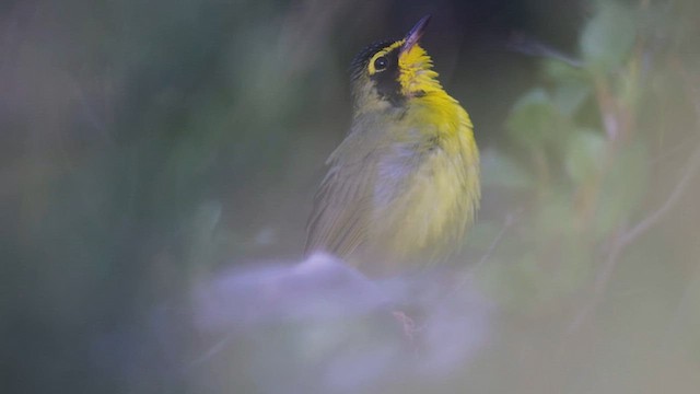 Kentucky Warbler - ML585471811