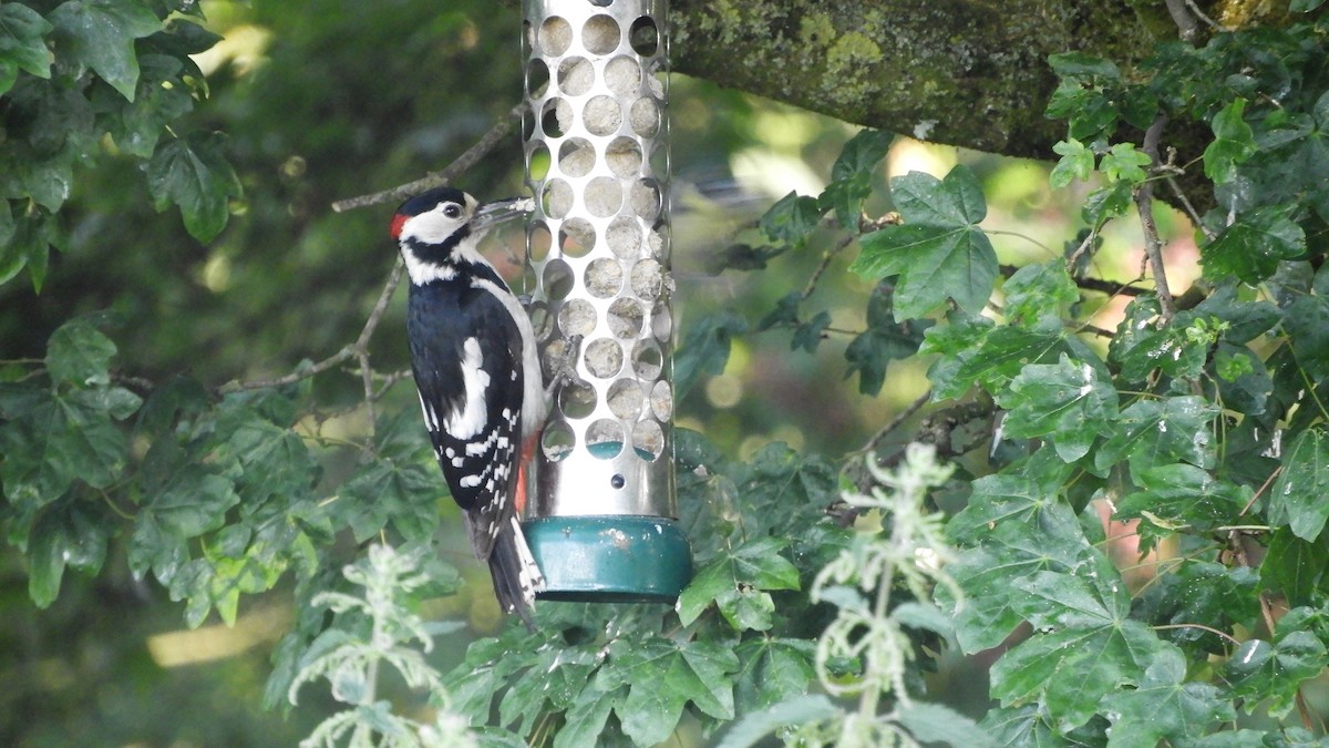 Great Spotted Woodpecker - ML585472251