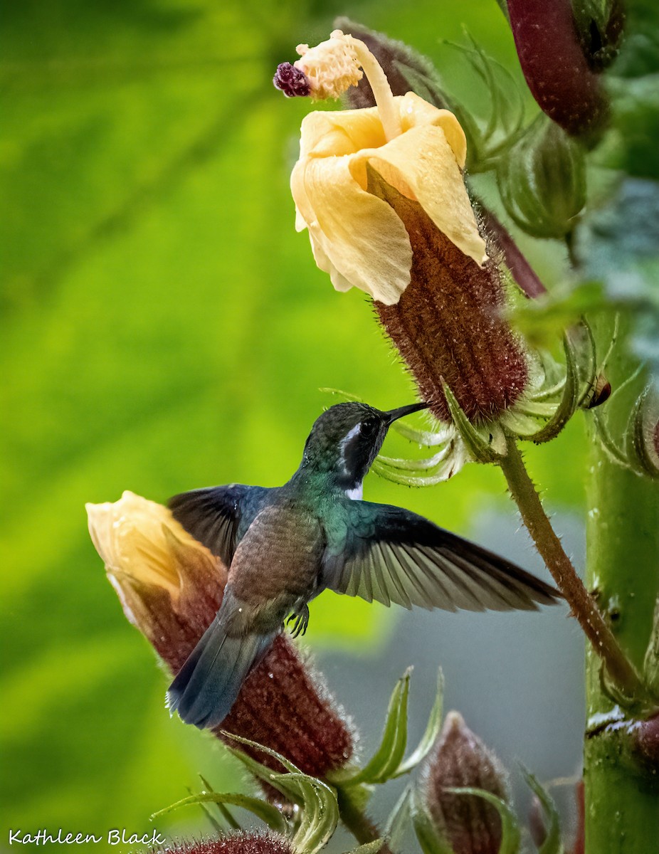 Geoffroy's Daggerbill - Kathleen Black