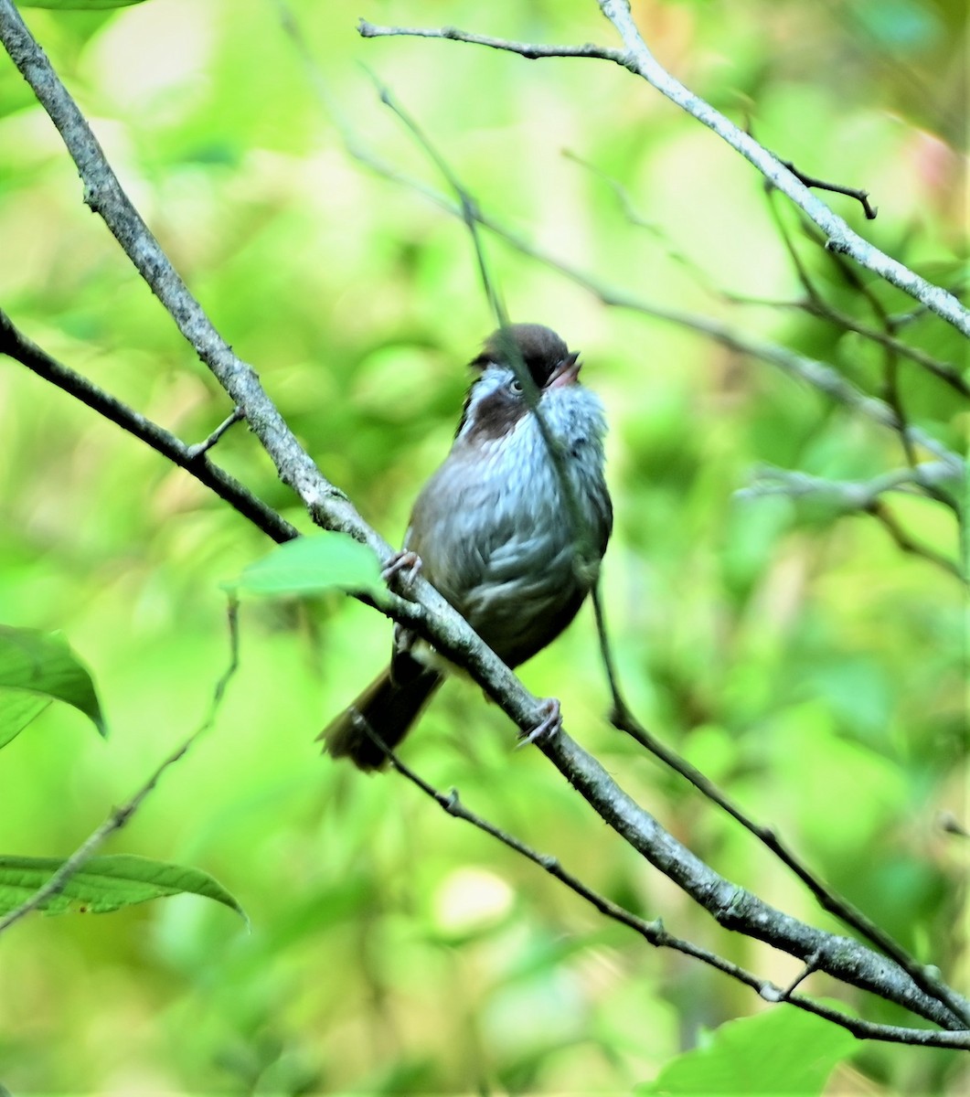 White-browed Fulvetta - DEBASISH CHATTEERJEE