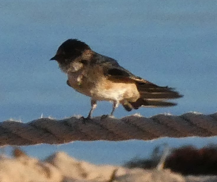 Golondrina Arborícola - ML585473621