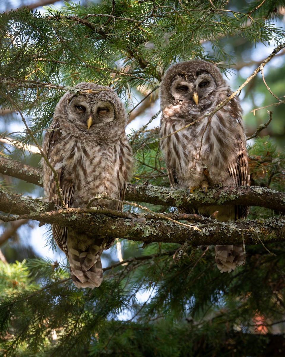 Barred Owl - ML585473701