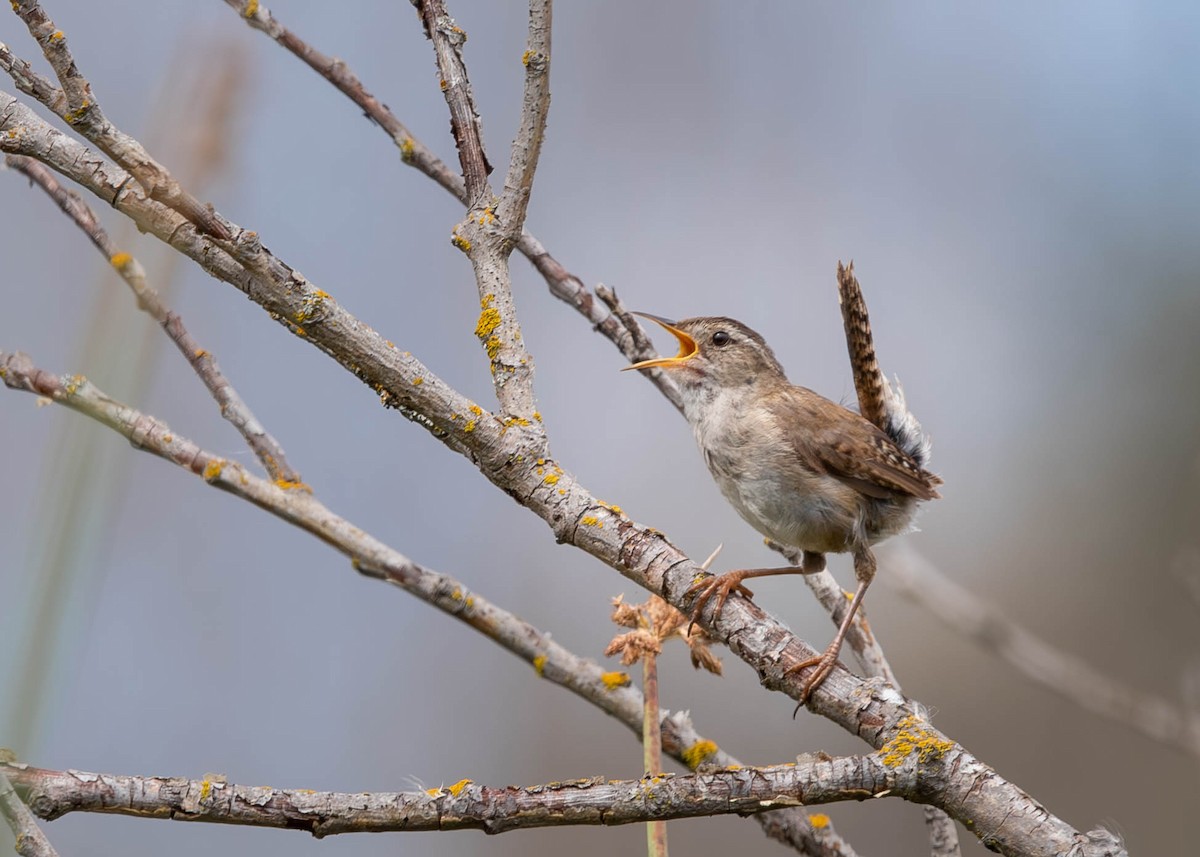 Marsh Wren - ML585473711
