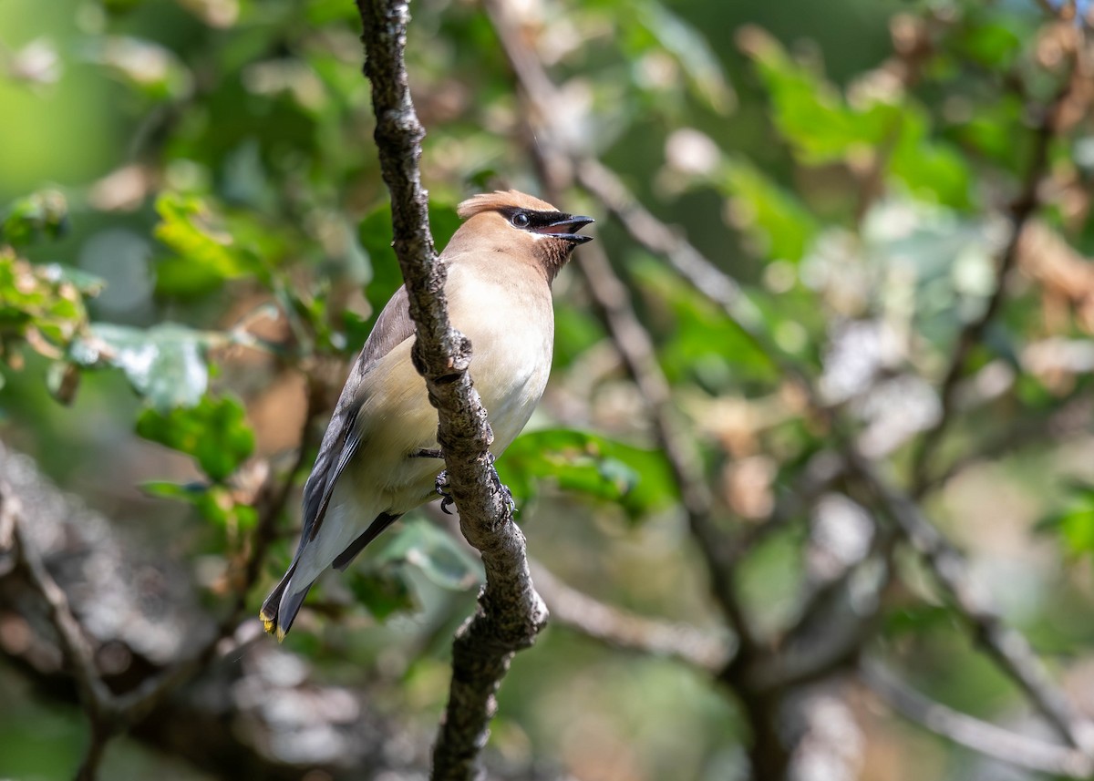 Cedar Waxwing - ML585473741