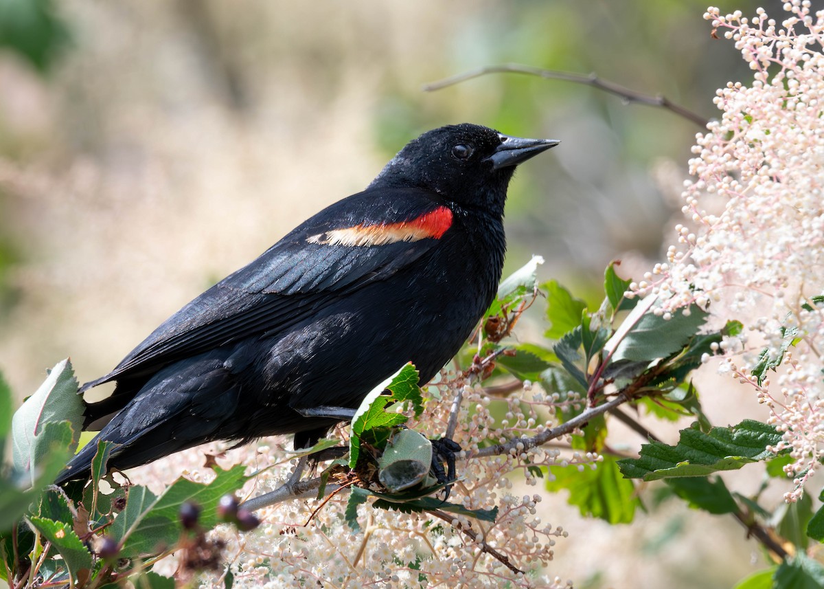 Red-winged Blackbird - ML585473751