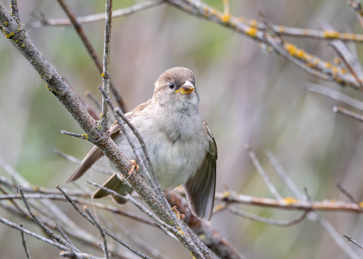 House Sparrow - ML585473831