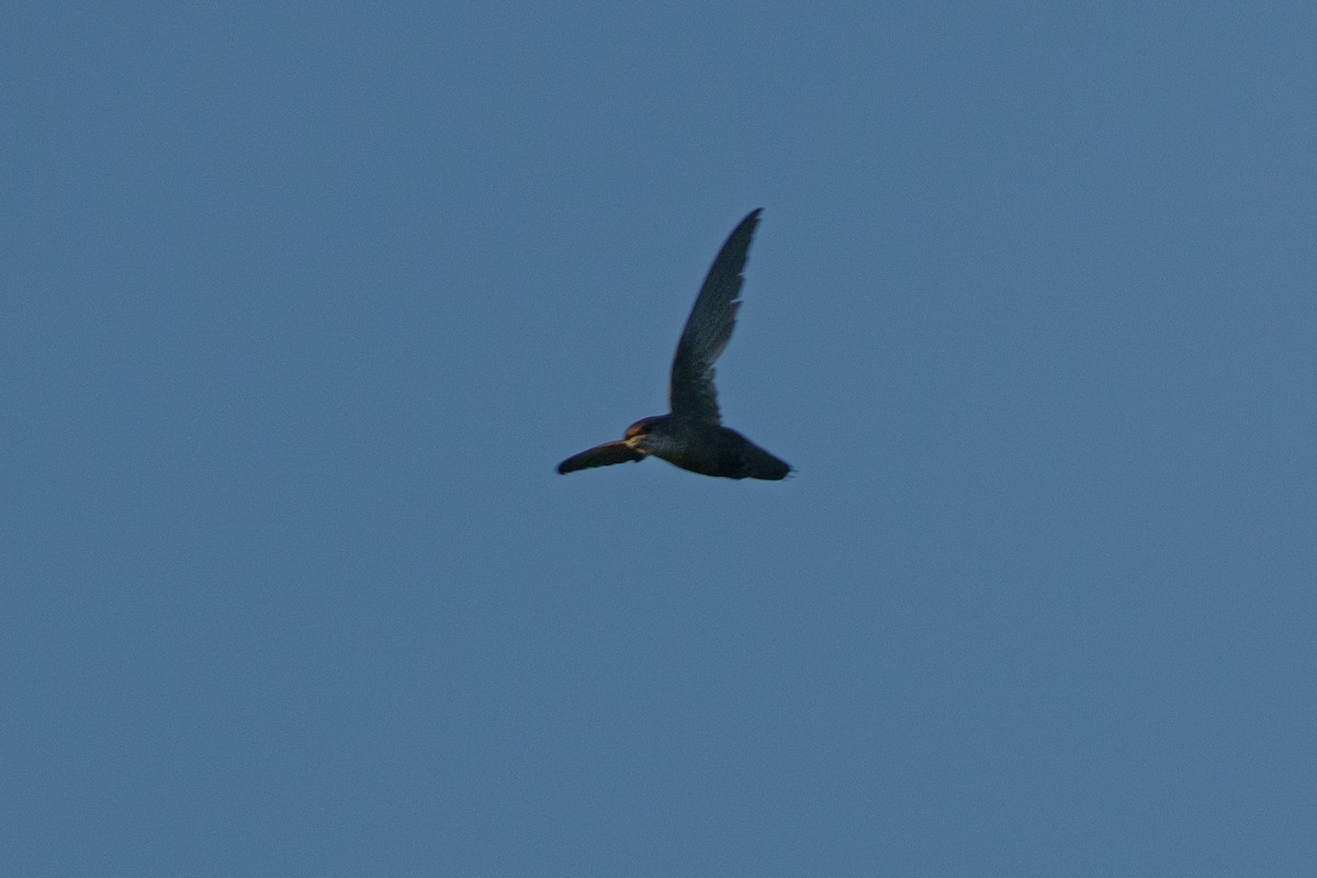 Chimney Swift - Bryan Box