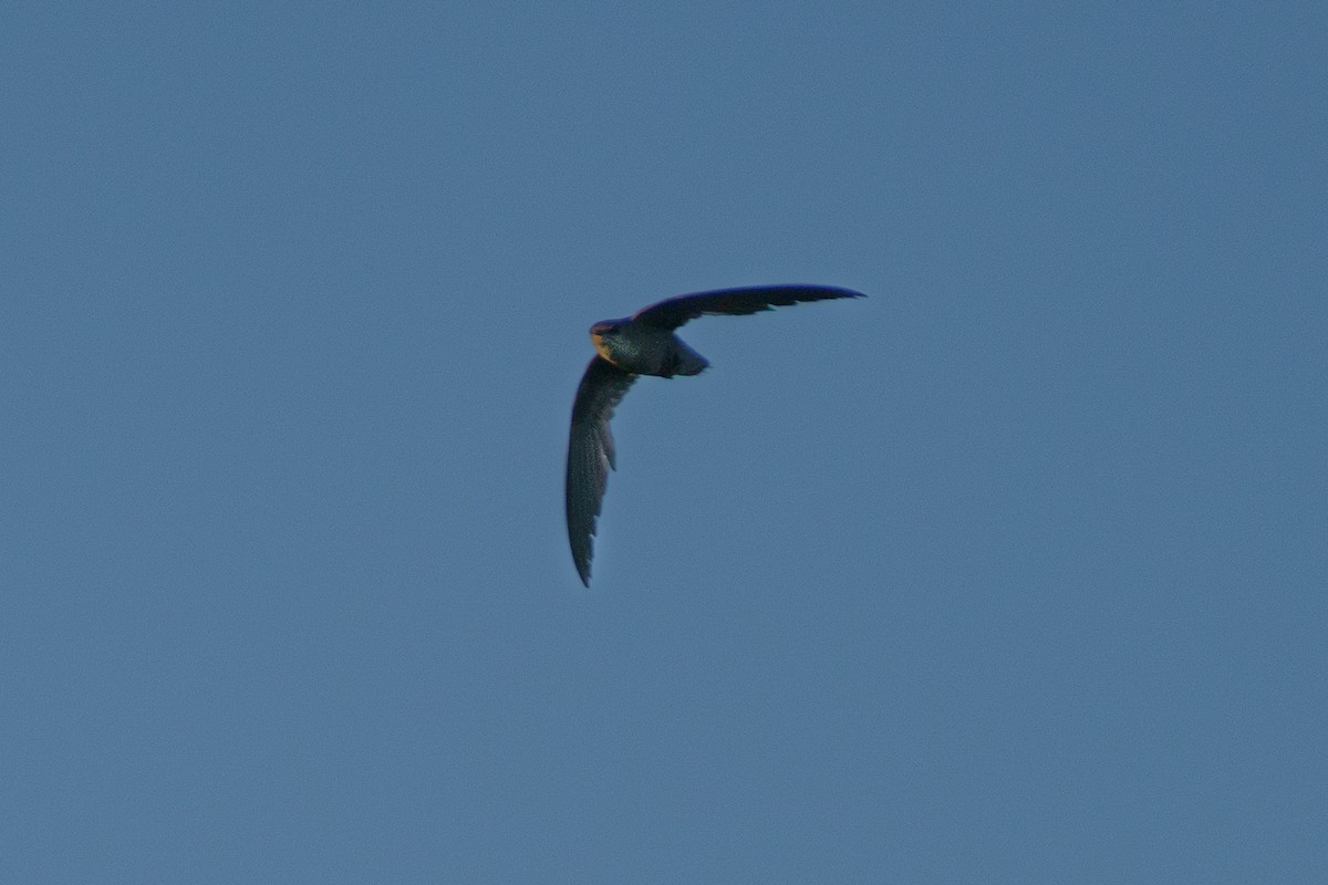 Chimney Swift - Bryan Box