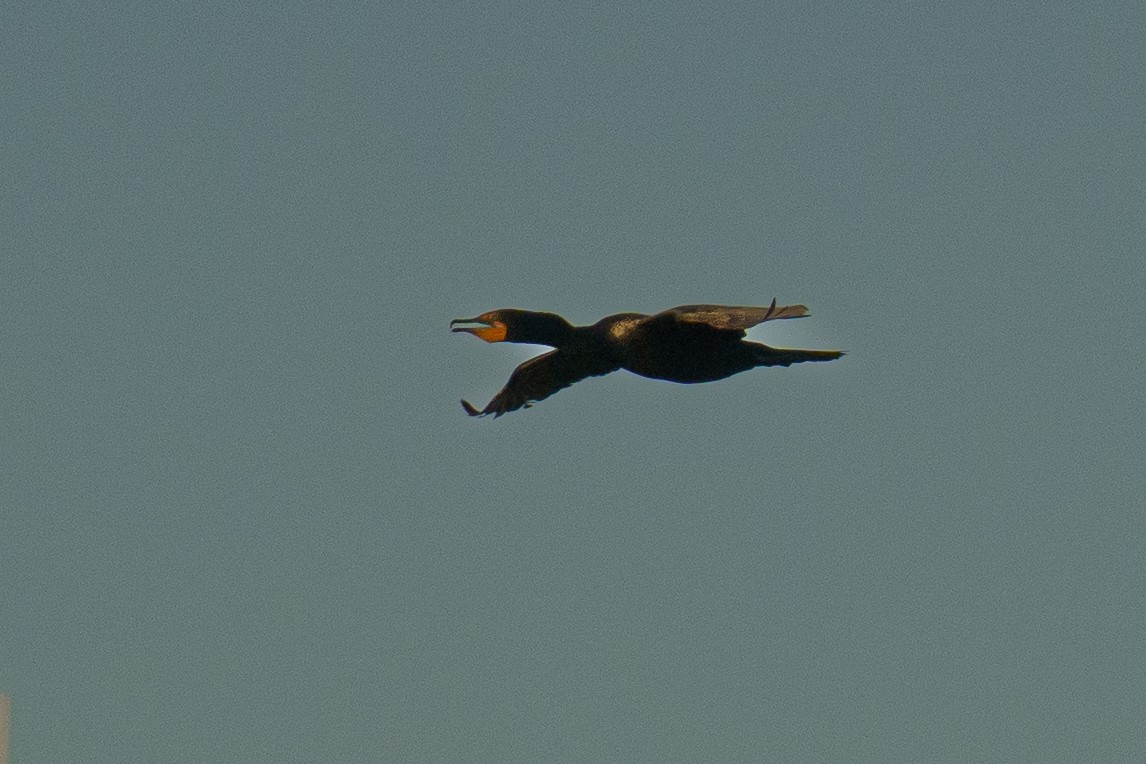 Double-crested Cormorant - Bryan Box