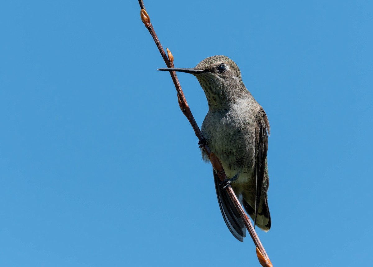 Anna's Hummingbird - ML585473911