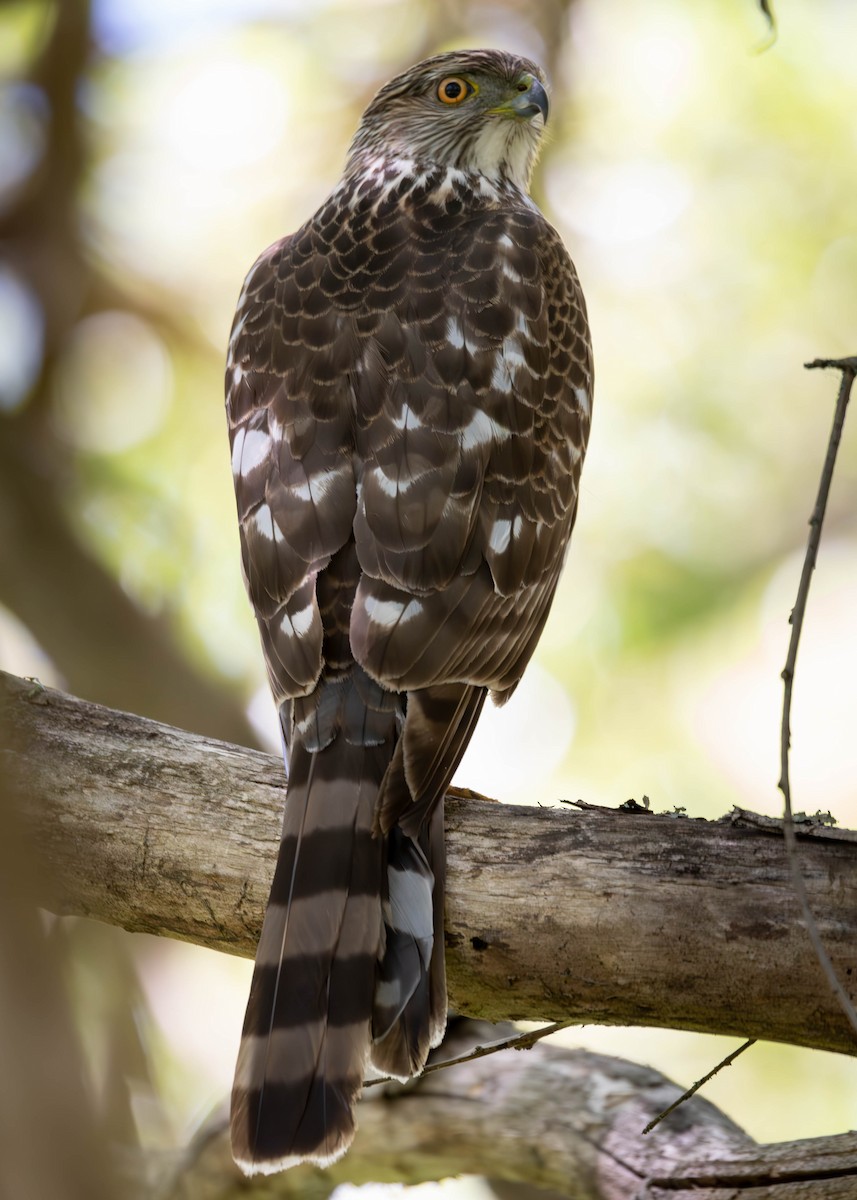 Cooper's Hawk - ML585473931