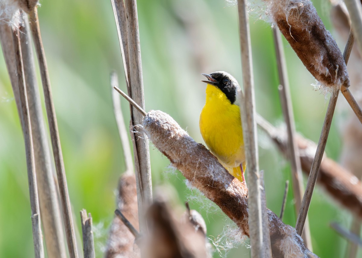 lesňáček žlutohrdlý - ML585473961