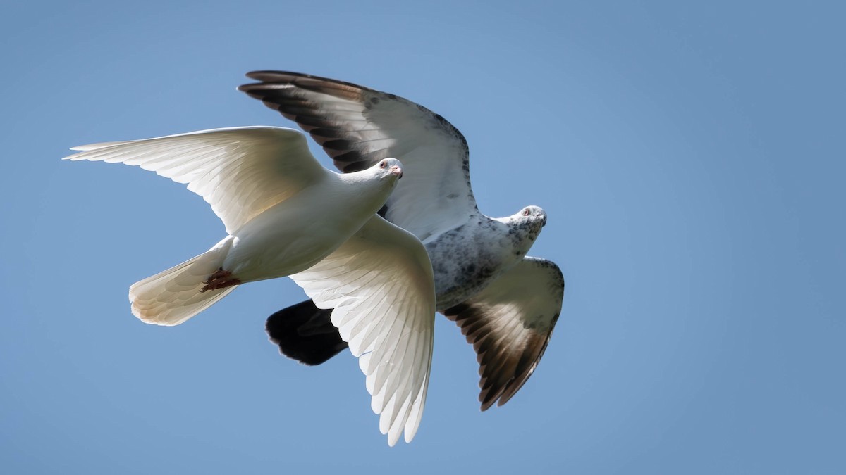 Rock Pigeon (Feral Pigeon) - ML585474001