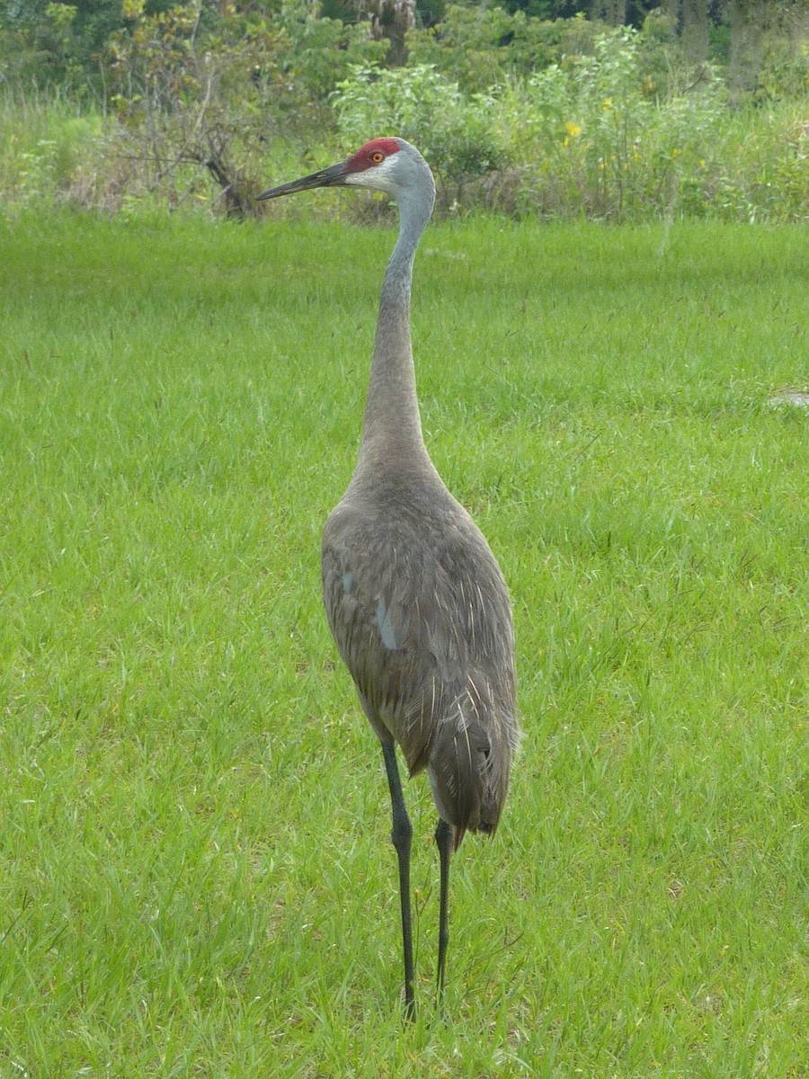 Sandhill Crane - ML585476281