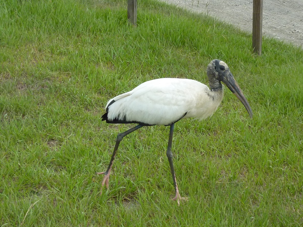 Wood Stork - ML585476301