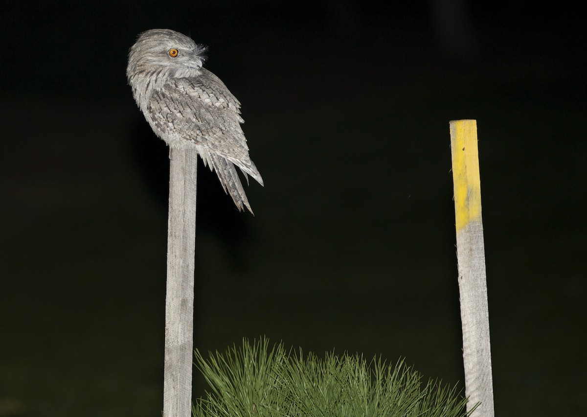 Tawny Frogmouth - ML58547631