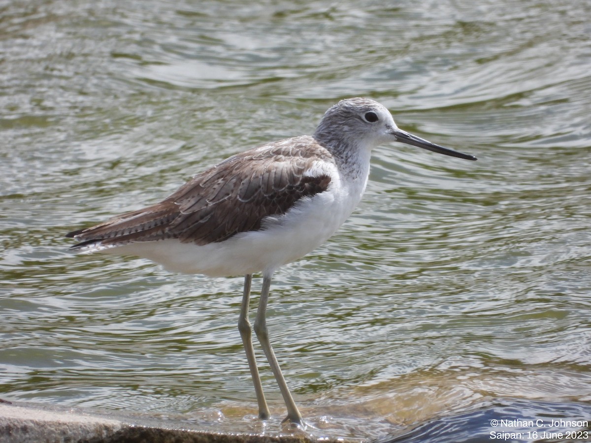 Common Greenshank - Nathan Johnson