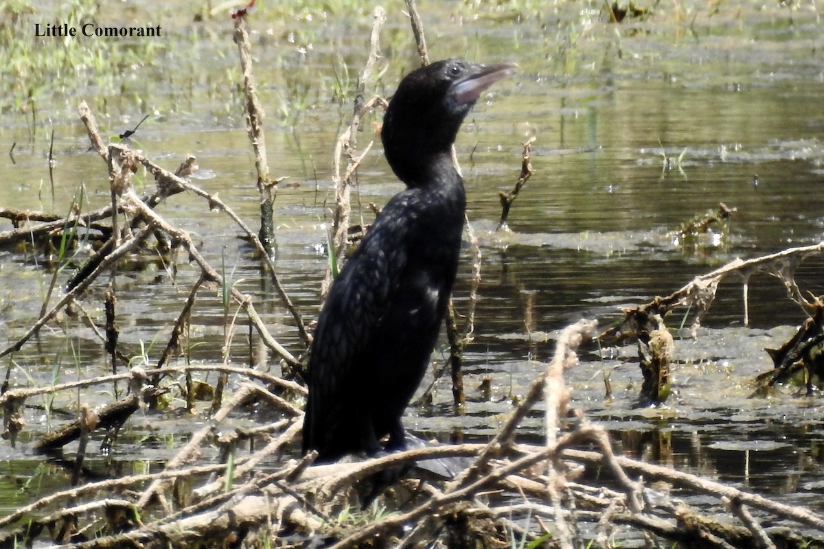 Little Cormorant - Alan Green