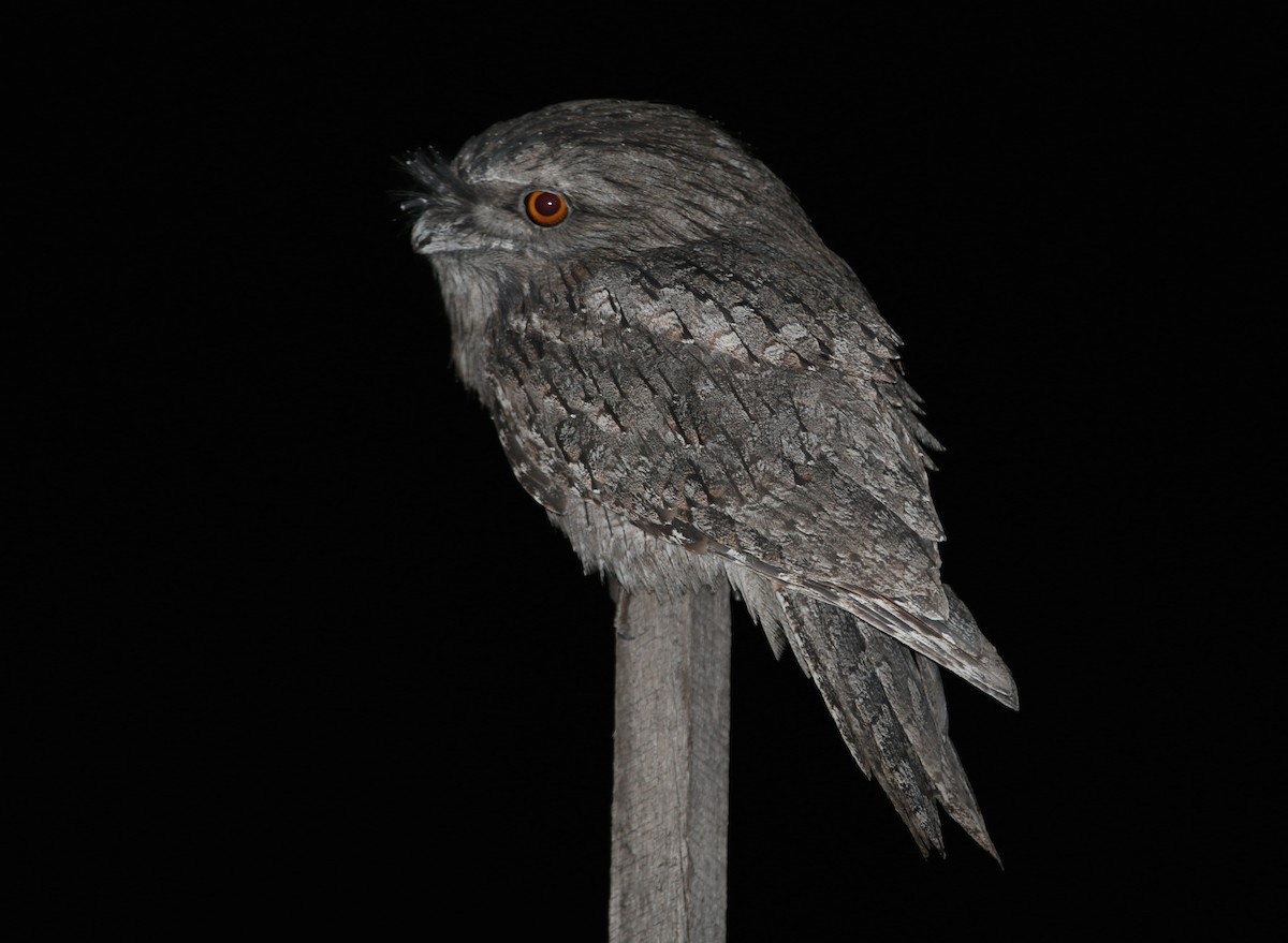 Tawny Frogmouth - ML58547911