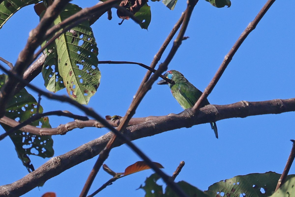 Borneo Kara Gerdanlı Barbeti - ML585479241