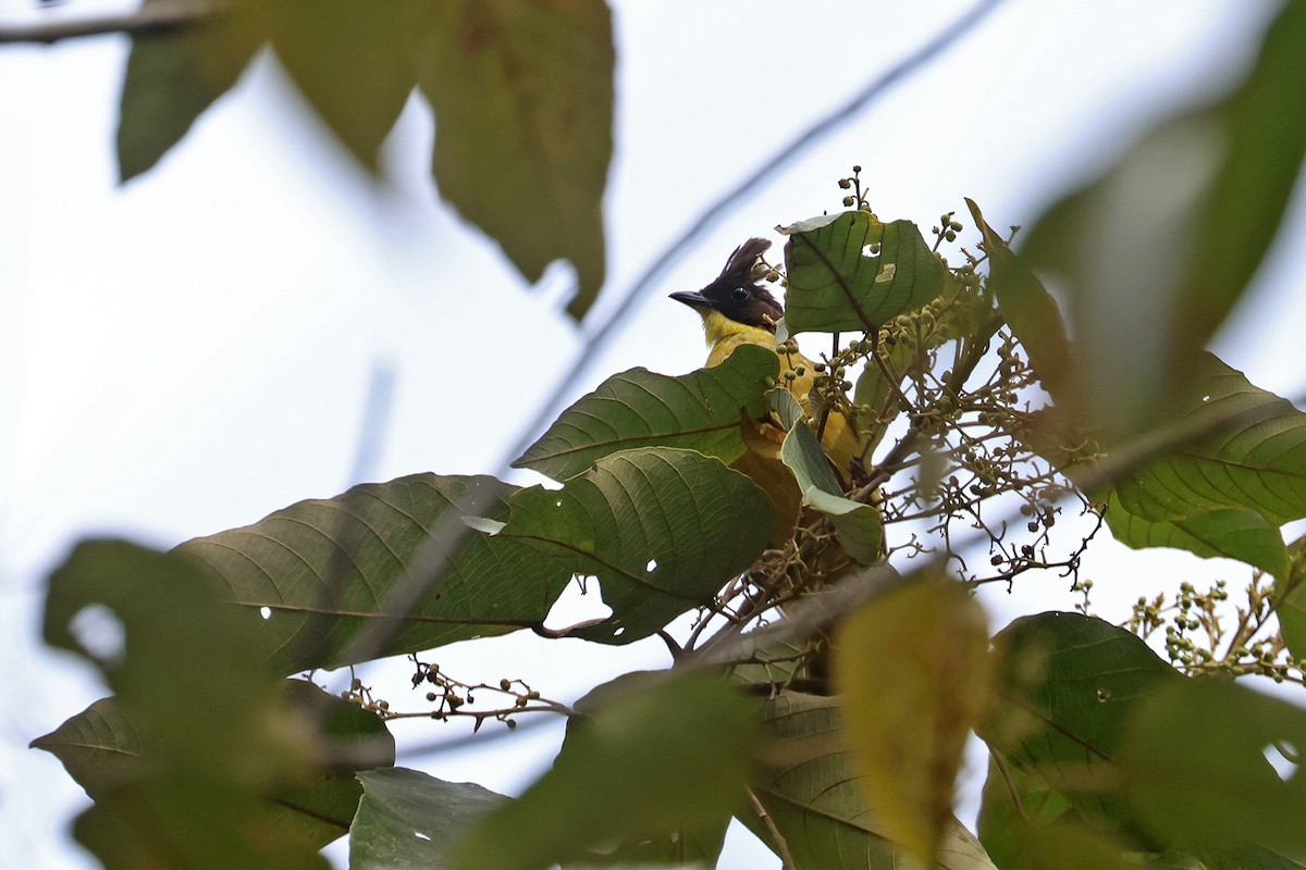 Bornean Bulbul - Charley Hesse TROPICAL BIRDING