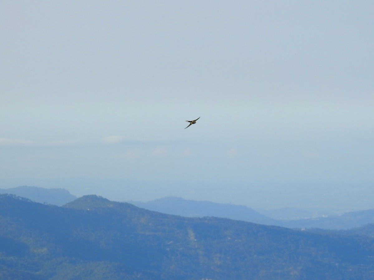 European Red-rumped Swallow - ML585480831