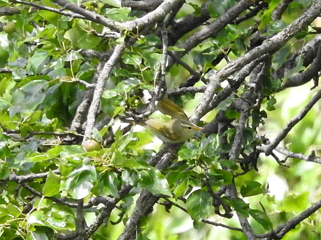 Western Crowned Warbler - ML585480851