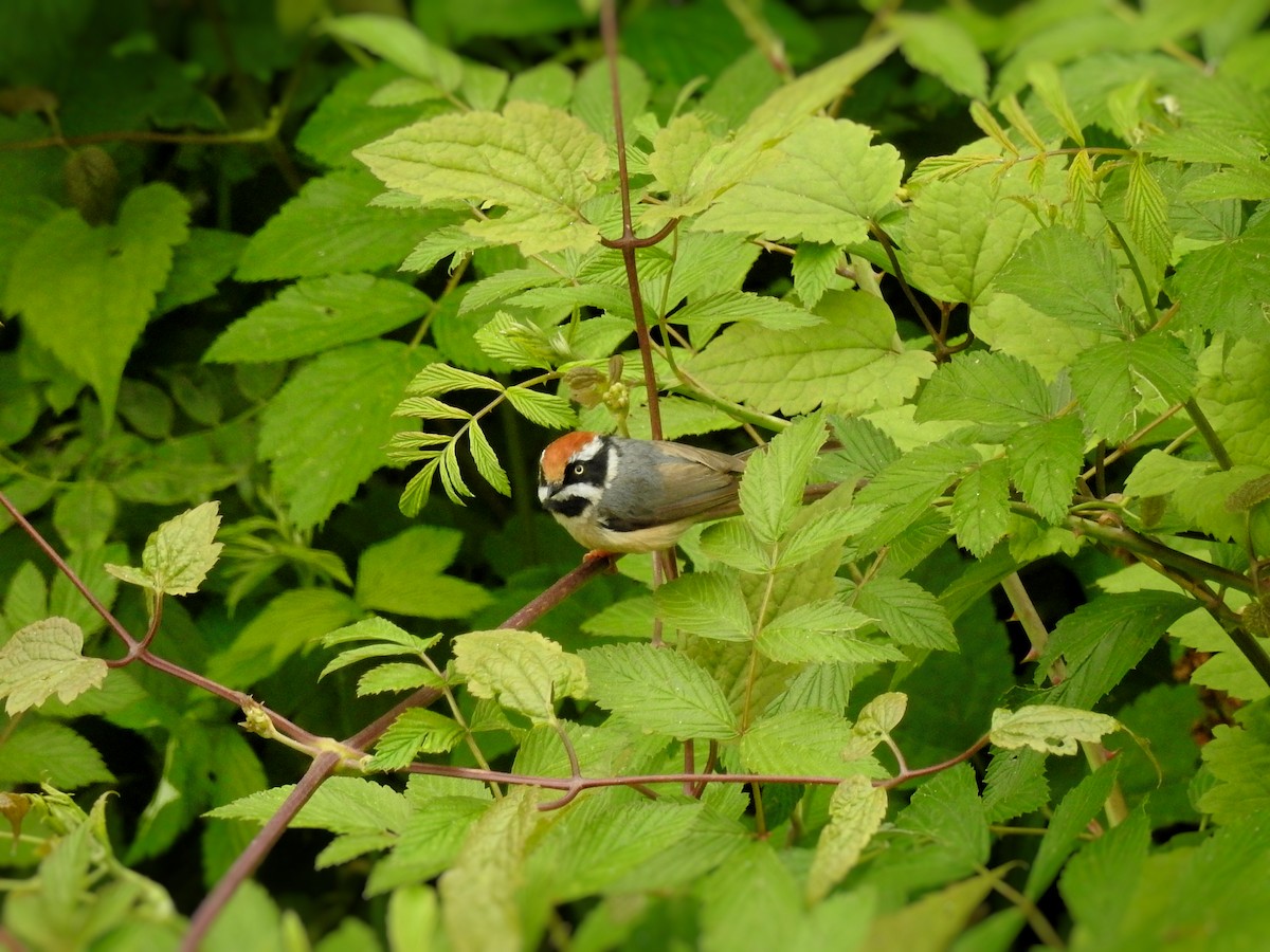Black-throated Tit - ML585480871