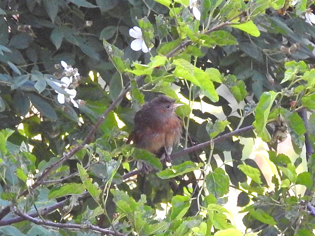 Streaked Laughingthrush - ML585480881