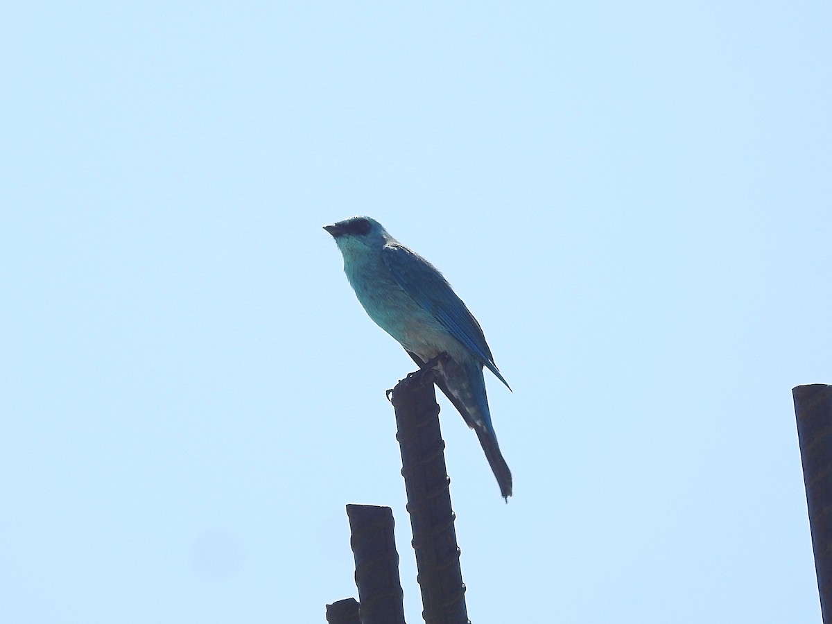 Verditer Flycatcher - ML585480901