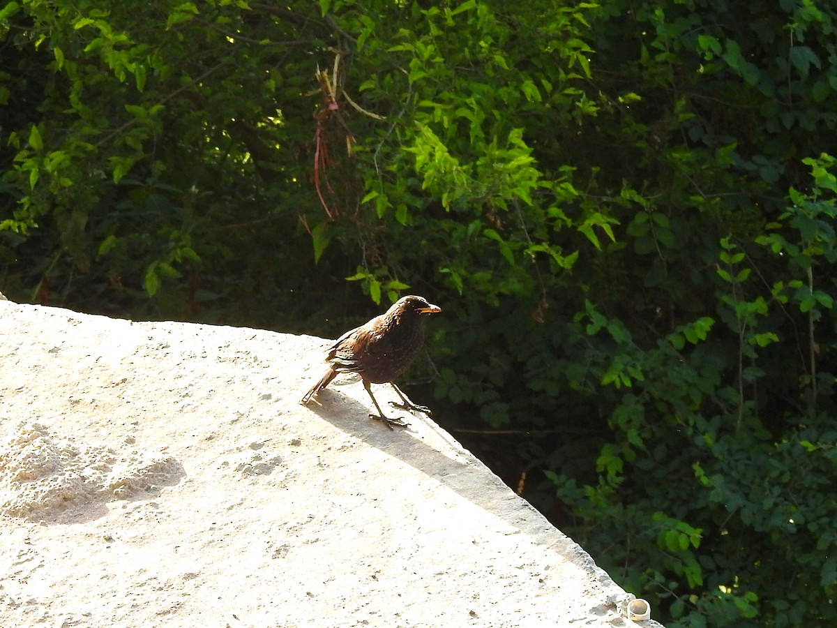 Blue Whistling-Thrush - ML585480911
