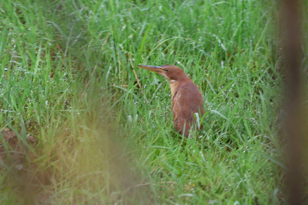 Cinnamon Bittern - ML585482321