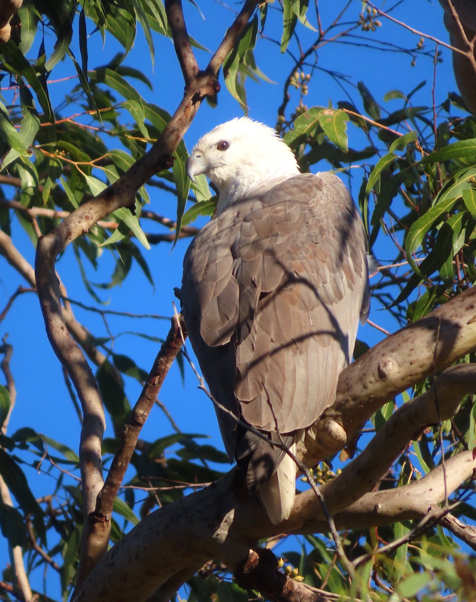 White-bellied Sea-Eagle - Paul Dobbie