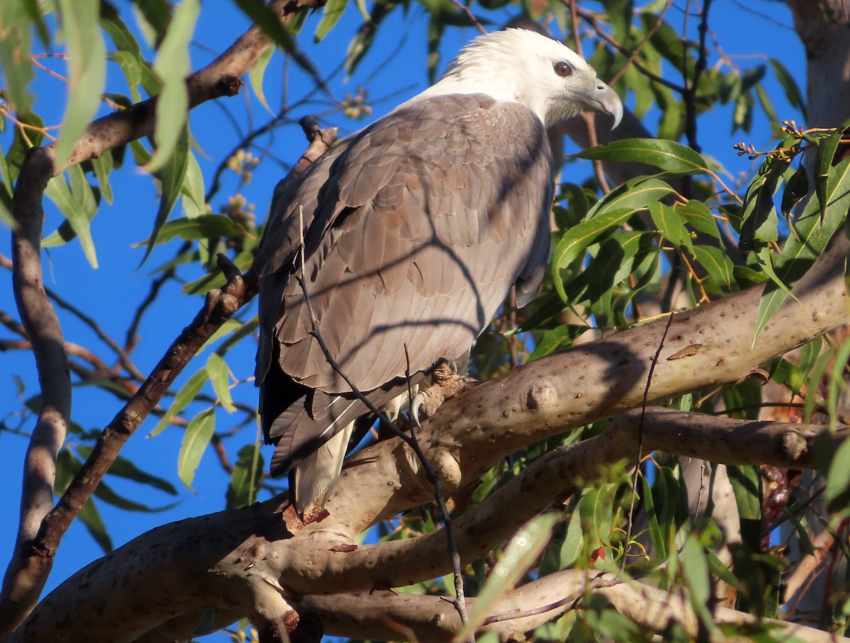 White-bellied Sea-Eagle - ML585482501