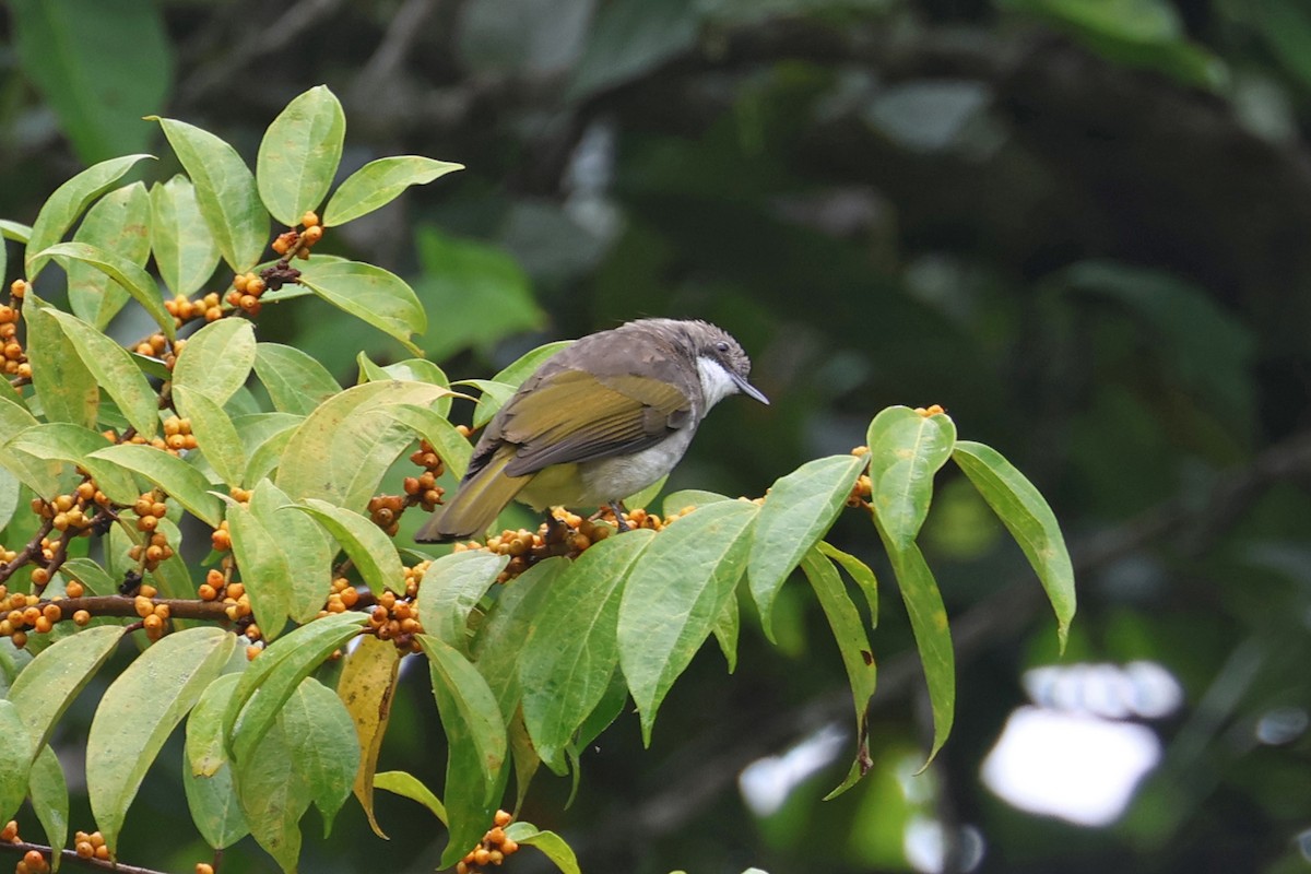 Cinereous Bulbul (Green-winged) - ML585482541