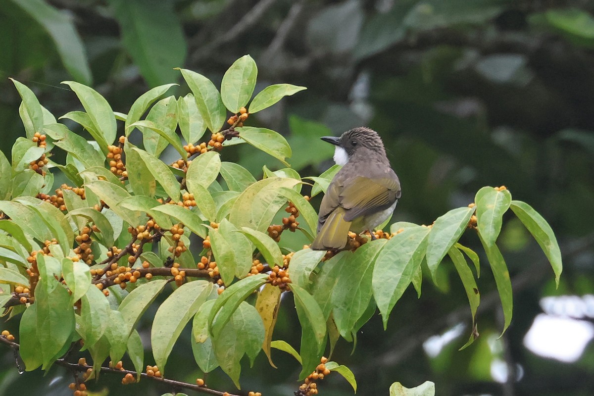 Cinereous Bulbul (Green-winged) - ML585482551