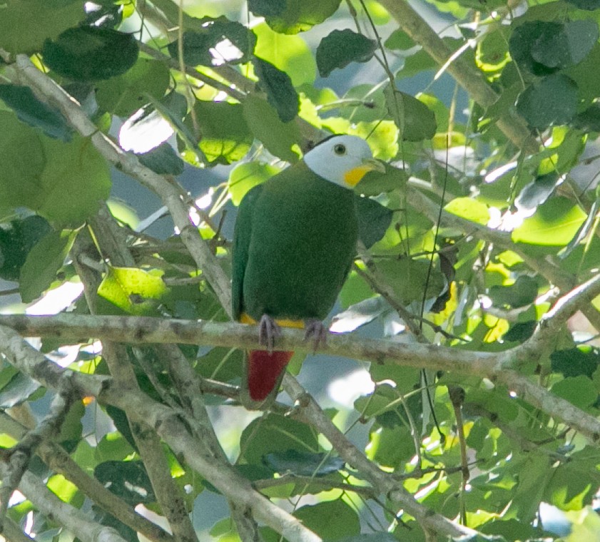 Black-naped Fruit-Dove - ML585482801