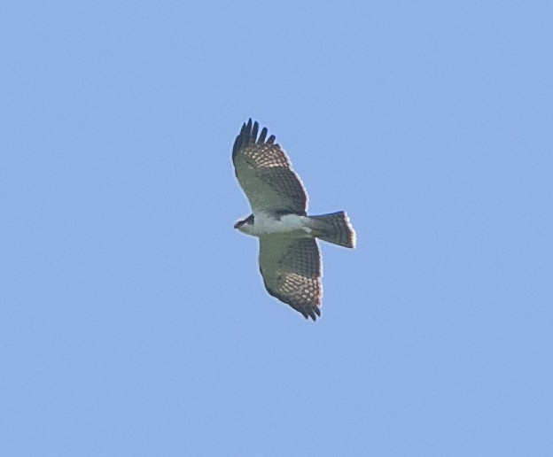 Rufous-bellied Eagle - ML585482811