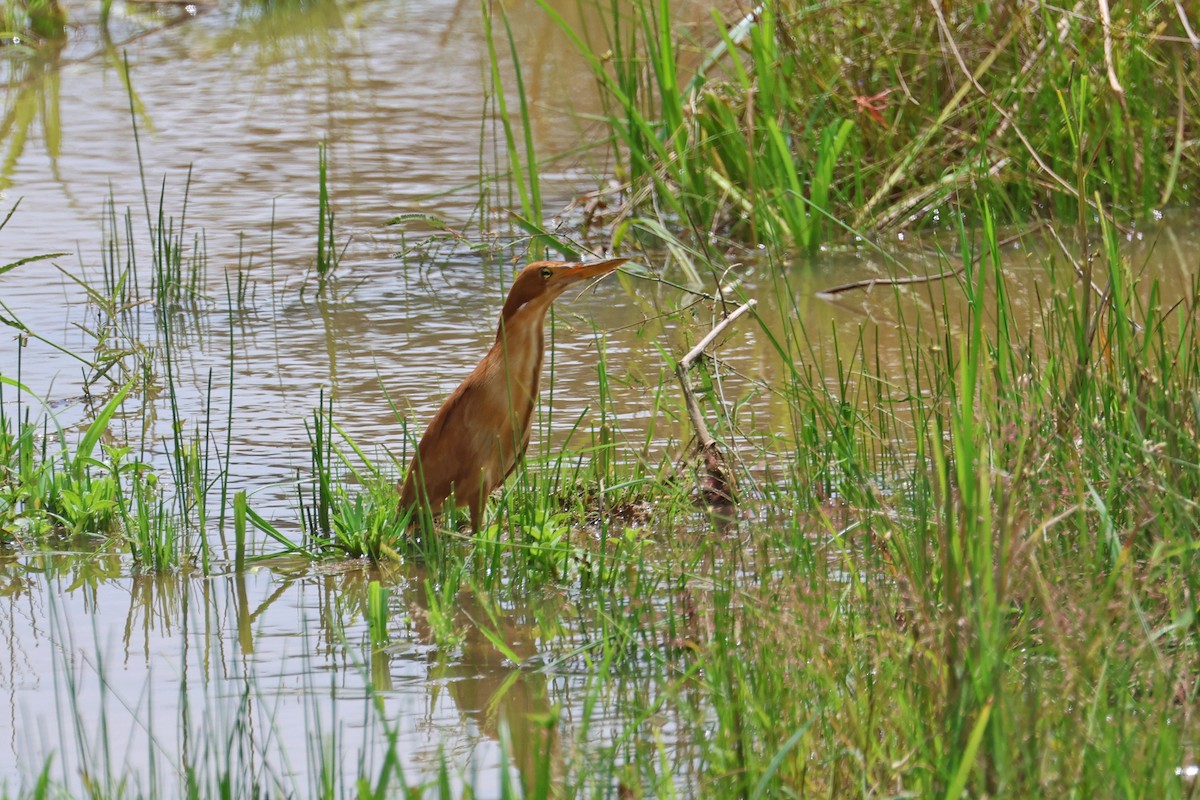 Cinnamon Bittern - ML585482901