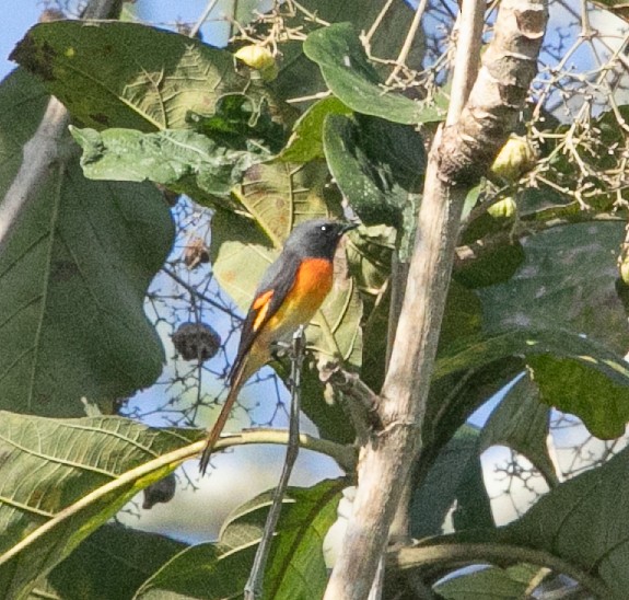 Small Minivet - ML585482971