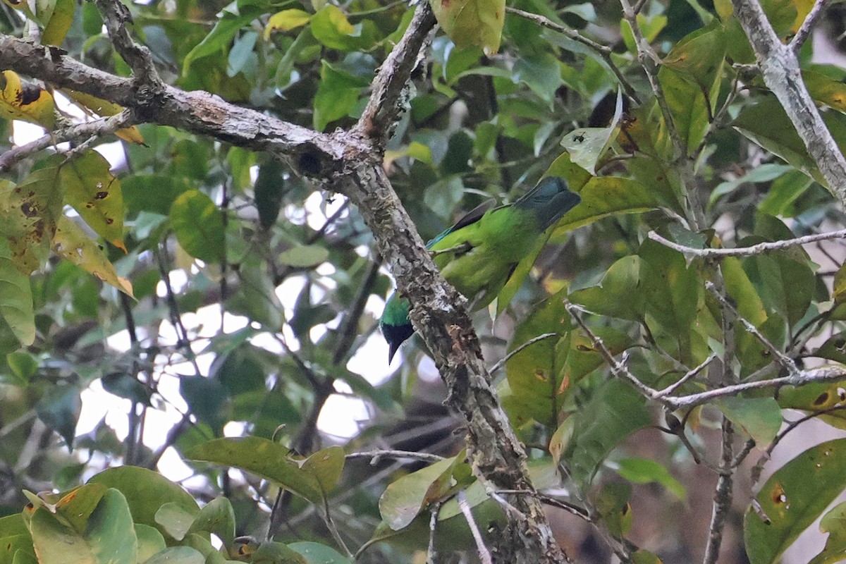 Bornean Leafbird - Charley Hesse TROPICAL BIRDING