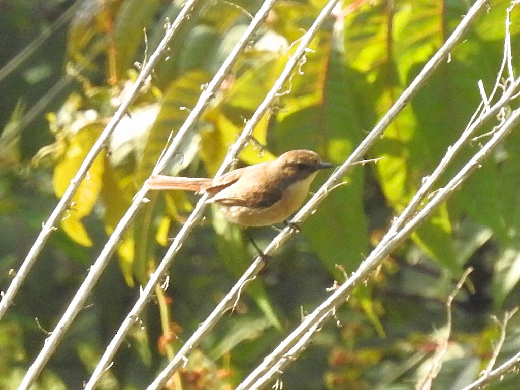 Gray Bushchat - ML585484411