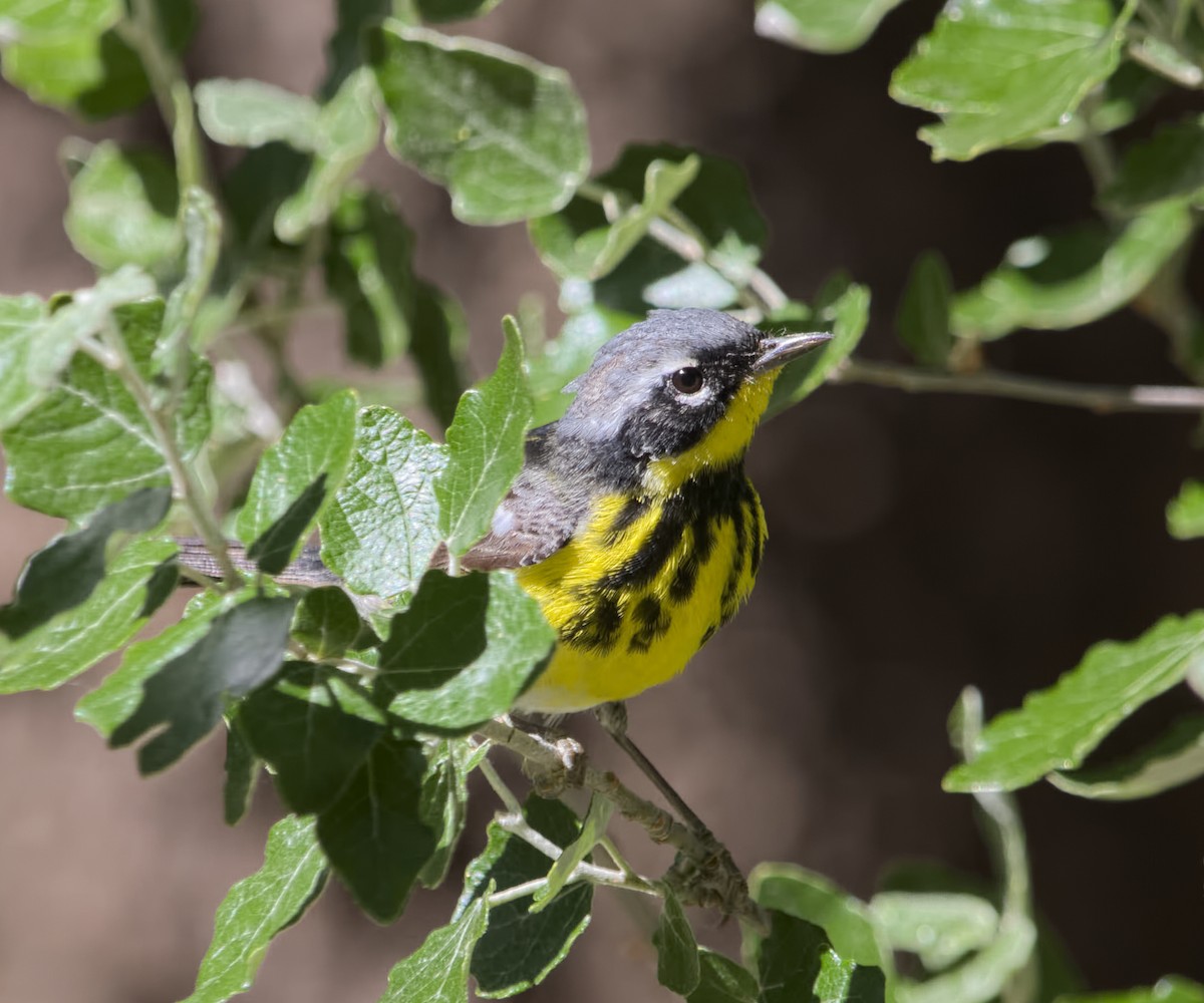 Magnolia Warbler - ML58548461