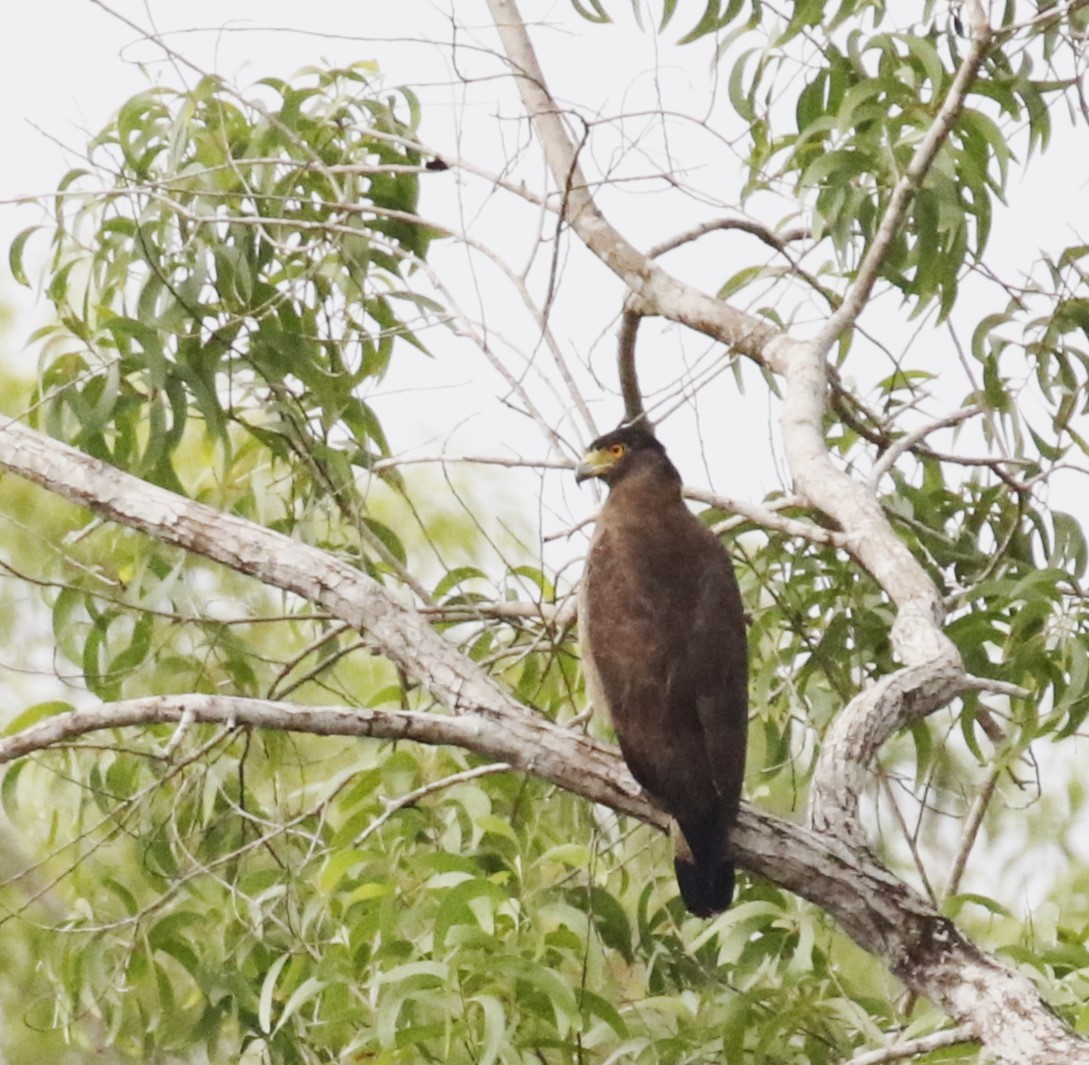 Crested Serpent-Eagle - ML585484931