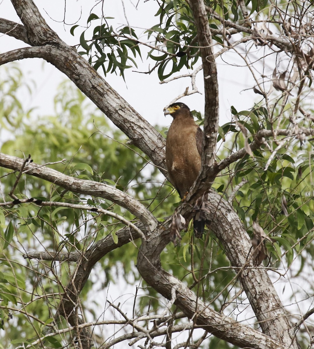 Crested Serpent-Eagle - ML585484981